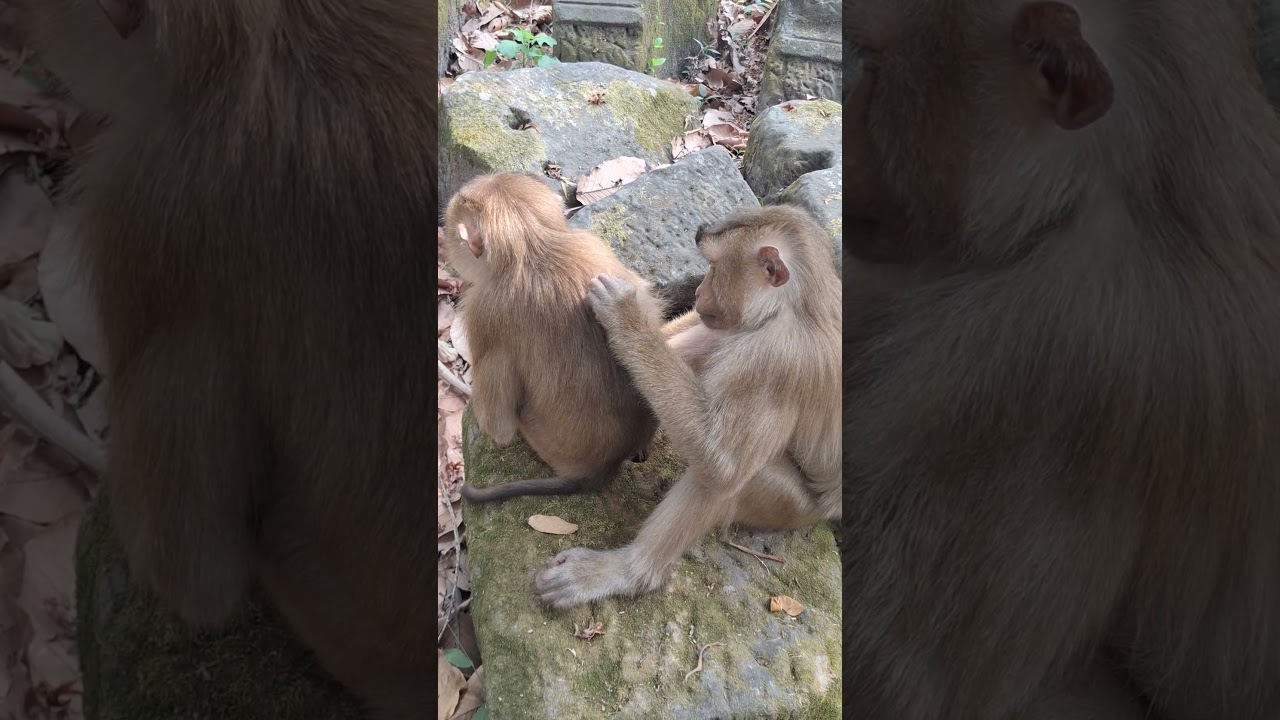 Angkor Monkey Family, #1402. #shorts