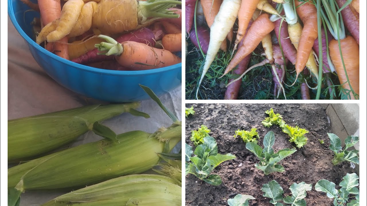 Harvesting carrots ,preparing garden beds ,and sowing vegetables seeds ,