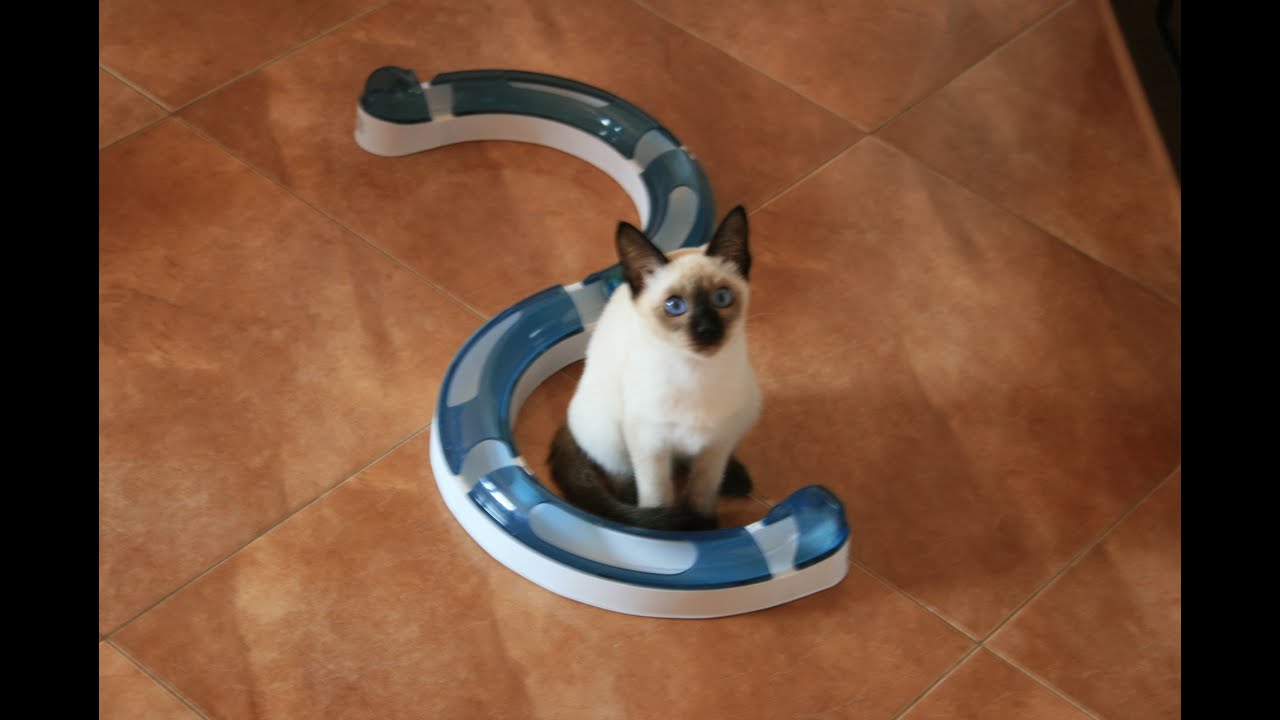 Nowa zabawka   -  Catit Design Senses