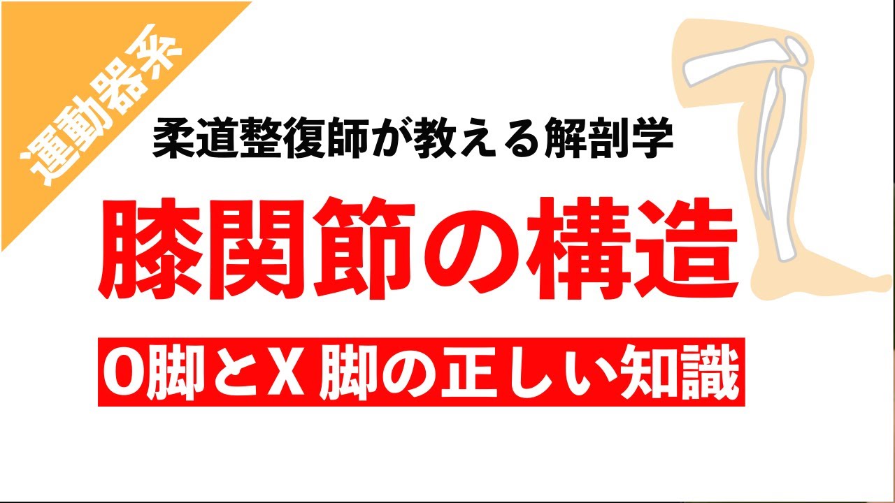 【柔道整復師が教える解剖学】X脚とO脚を正しく知るための膝関節の知識