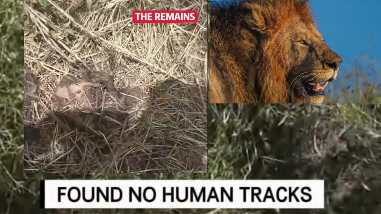 Human Tracks not found around Oloshipa Lions Remains (Allegedly) | Video by Black Rocker Foundation