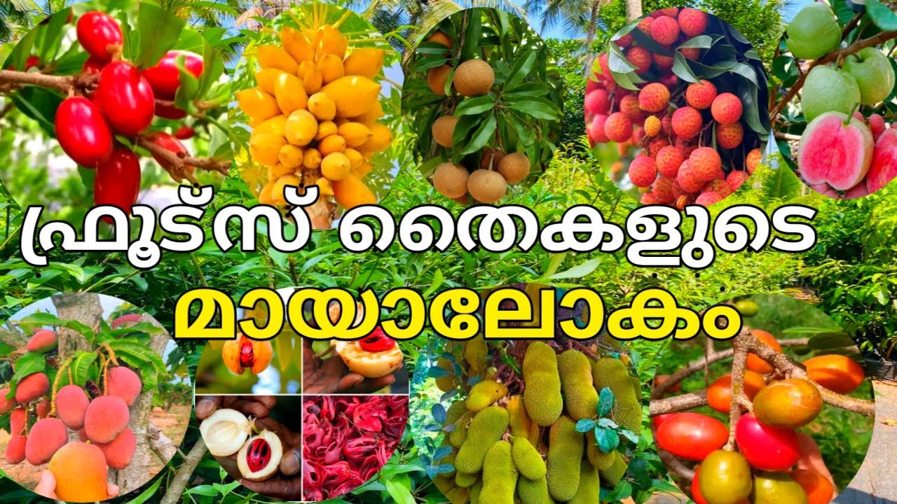 ഗുണമെന്മയുള്ള തൈകൾ വിലക്കുറവിൽ |fruits garden|fruit Plants malayalam|Best fruit plant nursery