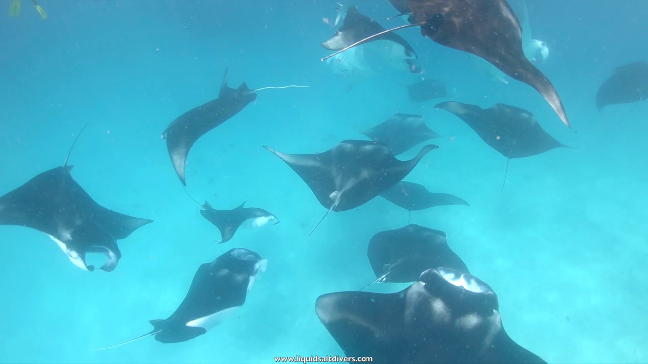 Scuba Diving - Dharavandhoo - Hanifaru bay - Baa Atoll - Maldives