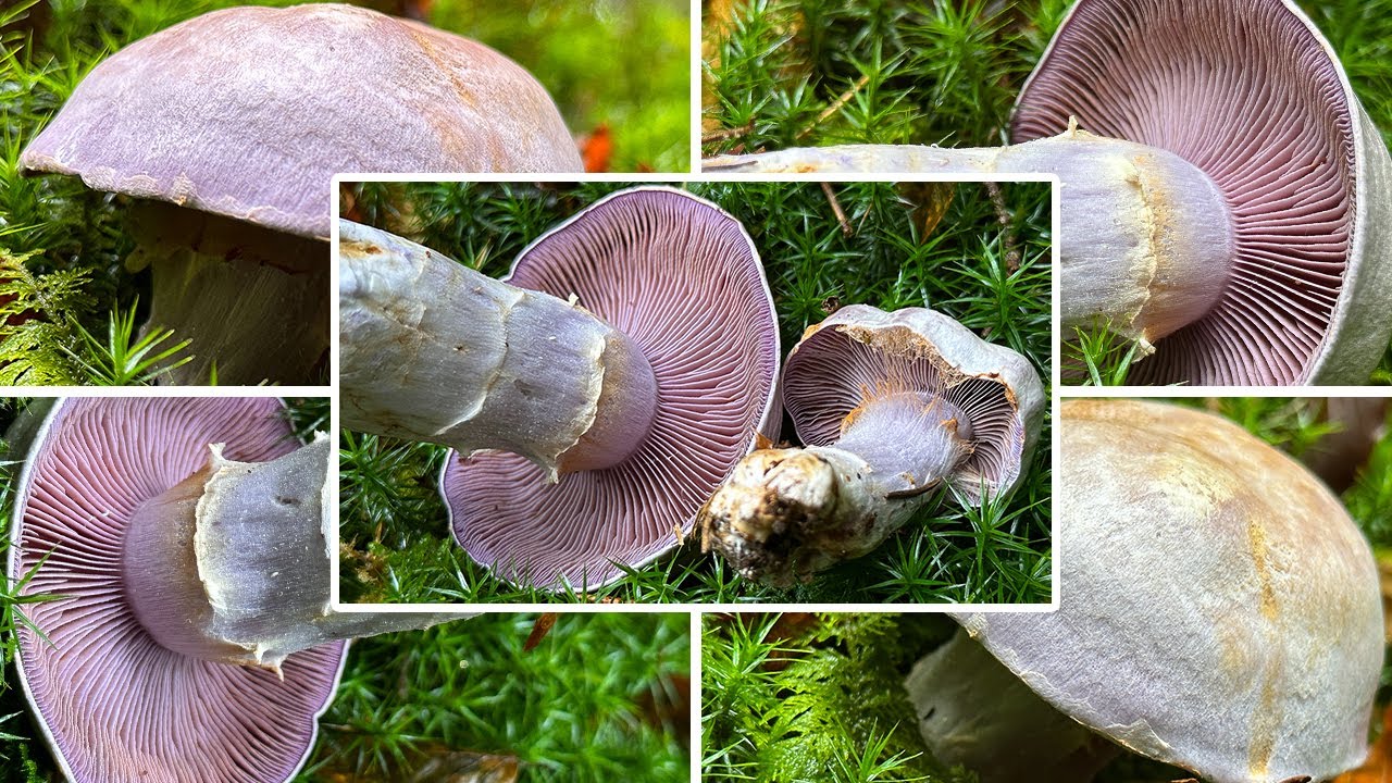 Bocksdickfuß oder Rötelritterling? Ziegendickfuß, Ziegenbock-Dickfuß, Cortinarius camphoratus