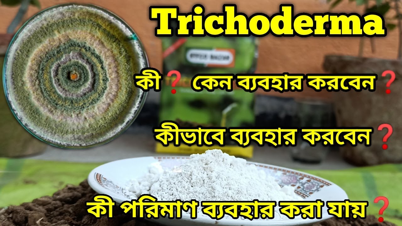 ট্রাইকোডার্মা ভিরিডি কী?কেন, কীভাবে এটা ব্যবহার করবেন? //All about Trichoderma Viridie (Bengali)