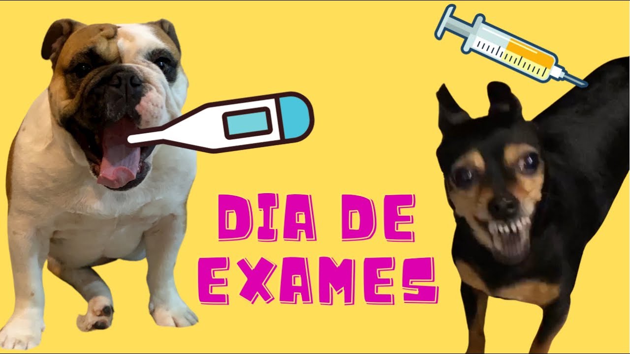 DAILY VLOG - Dia de Exames Médicos
