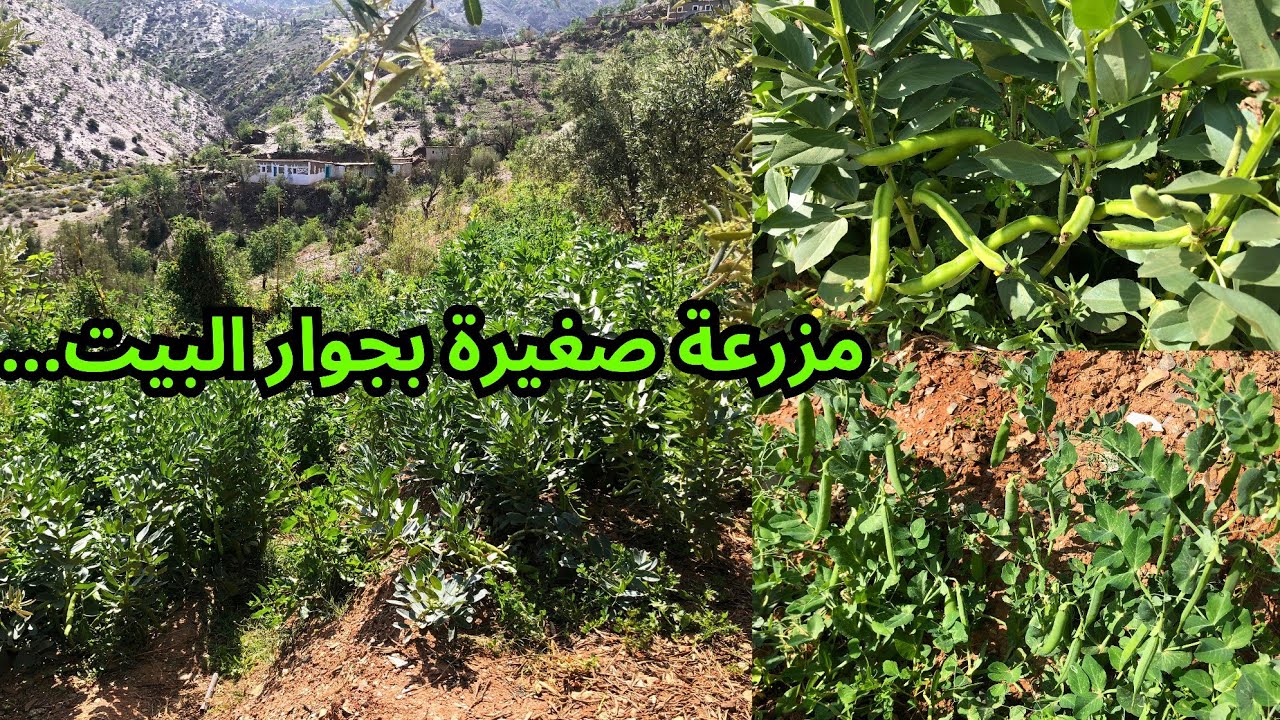 الاجواء القرية الفول والجلبان البلدي في مزرعة صغيرة في جبال الريف قرب واد غيس نواحي الحسيمة