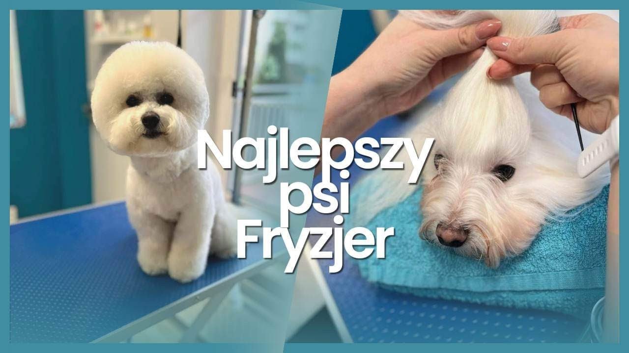 Psiemiany Psi Fryzjer Warszawa Ursus Groomer