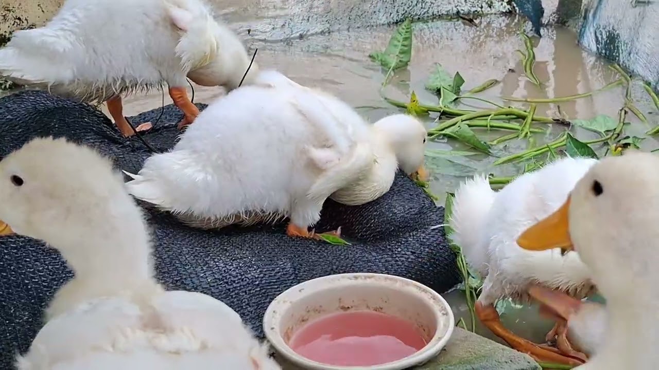 Duck เป็ด ๐๓