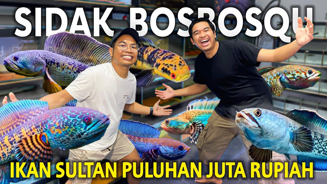 SIDAK IKAN SULTAN PULUHAN JUTA RUPIAH PUNYA BOSBOSQU! CHANNANYA SERING GRAND CHAMPION!