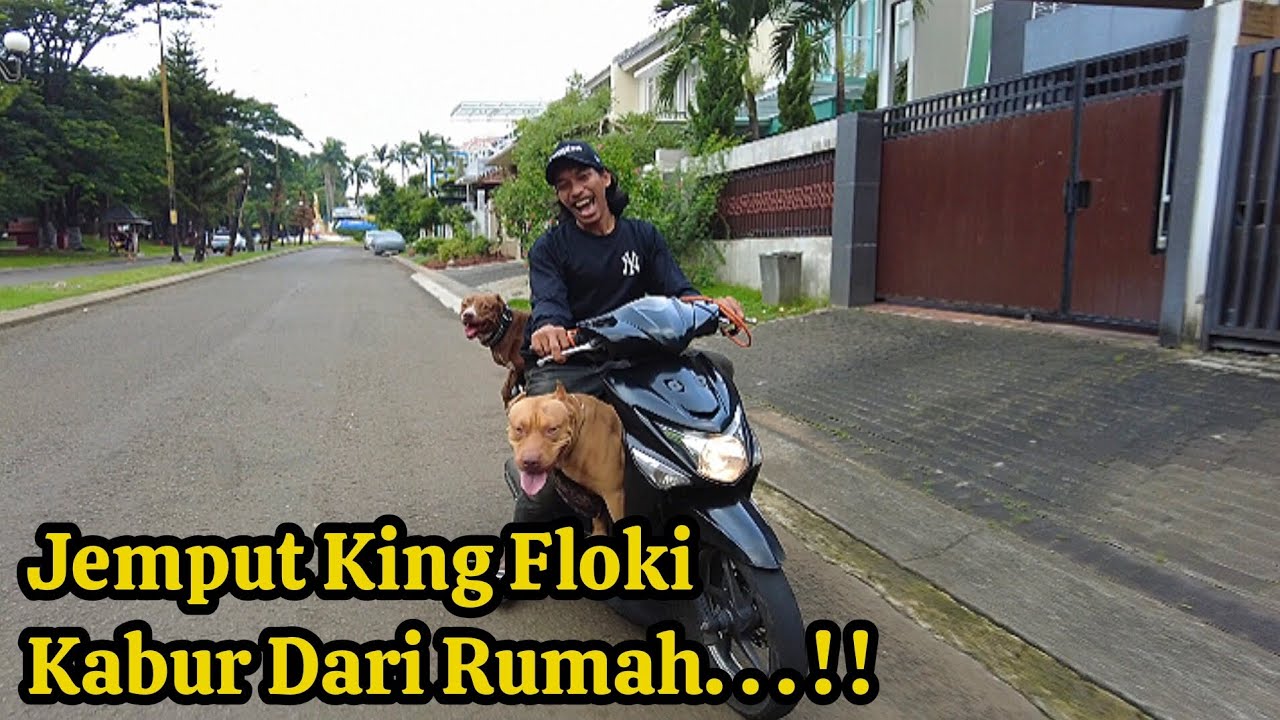 Cari KING FLOKI‼️Malah Ketemu Fans Berat 