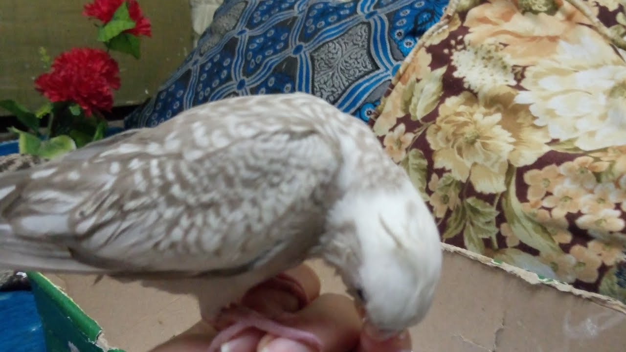 سلام عليكم
