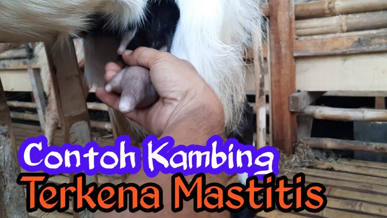 Ciri -  Ciri kambing terkena MASTITIS