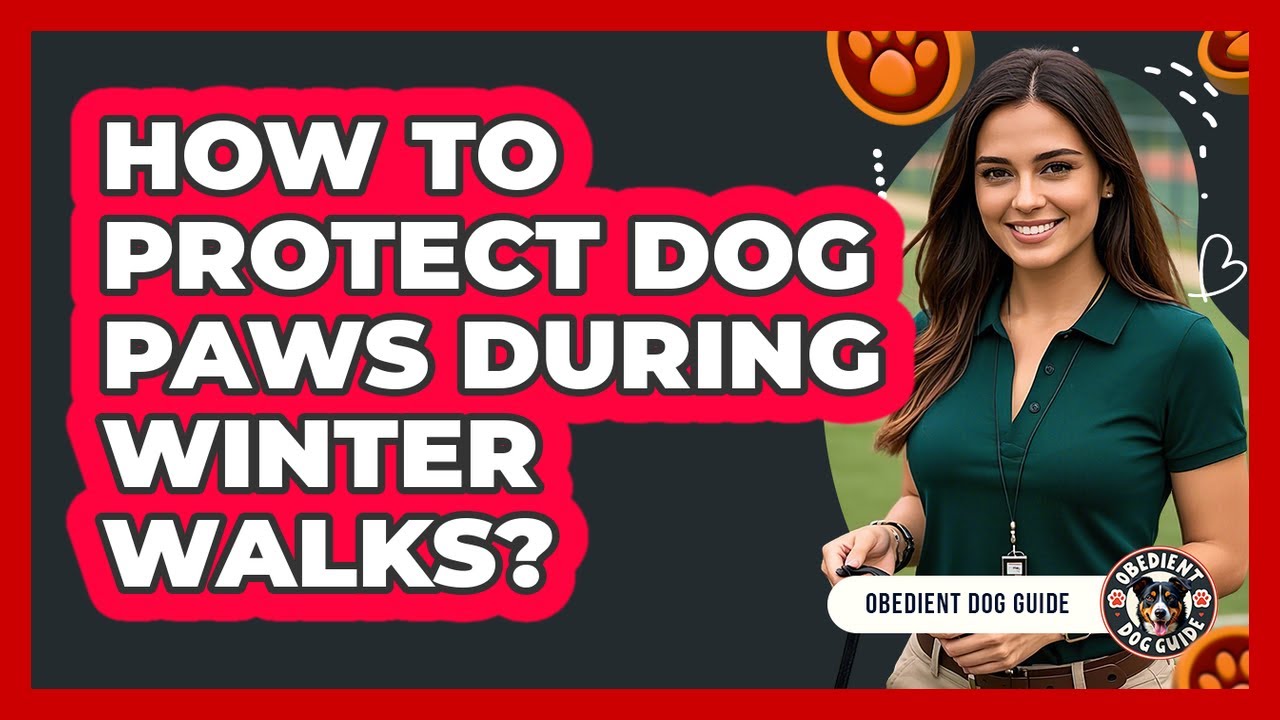 How To Protect Dog Paws During Winter Walks?