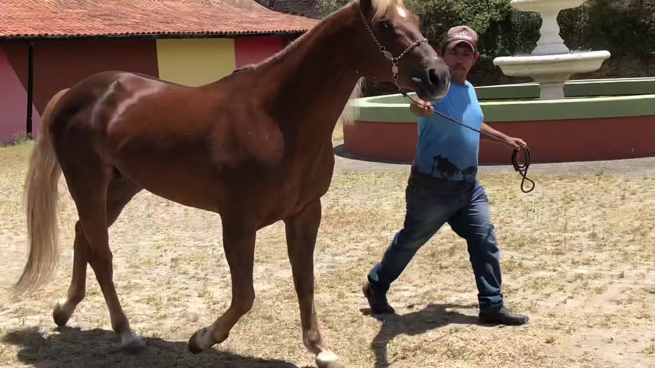 El Patron HAP - Garanhão de criação e propriedade do Haras Passira | El Two Eyed x Olena Sofisticada