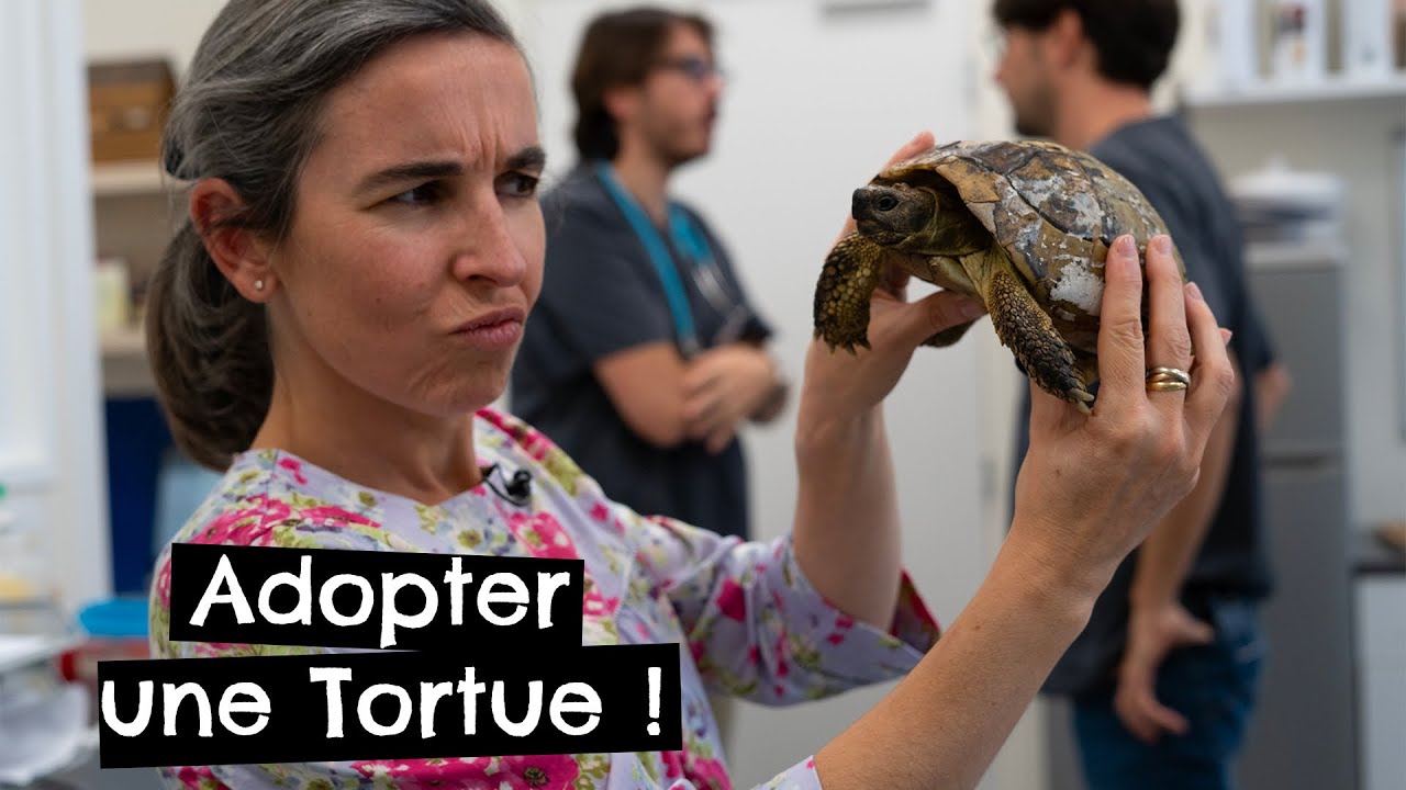 Adopter une Tortue ! 🐢