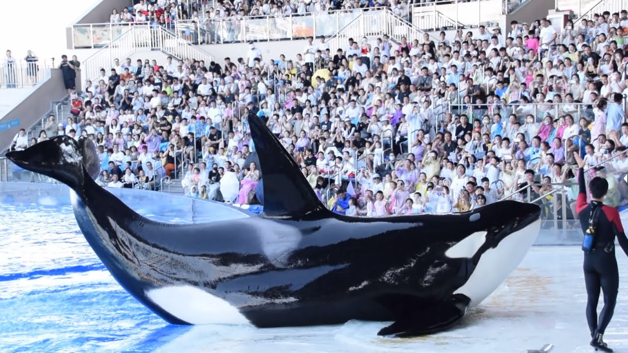 Shanghai Haichang Ocean Park “Together: The Orca Story” (Full Show) August 6, 2025 at 5:00 PM