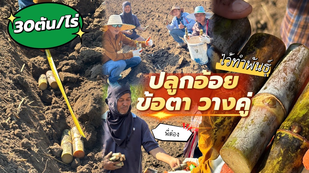 🔥ปลูกอ้อยข้อตา(วางคู่)เพิ่มผลผลิต30ตัน/ไร่! พี่ต๋อง EP.1 ทำพันธุ์ขยายต่อในไร่! | ผู้จัดการมัน อ้อย