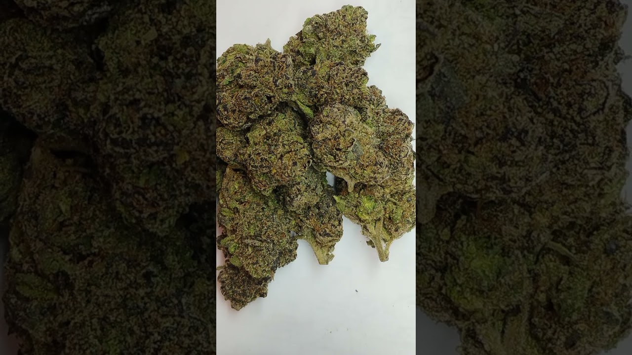 🔥Gastro Pop🔥 Cannabis strain review/W Dr. Greenbody (SO FUNNY AT THE END 🤣🤣🤣🤣🤣🤣🤣🤣🤣🤣🤣🤣🤣🤣🤣🤣🤣🤣🤣🤣🤣🤣🤣