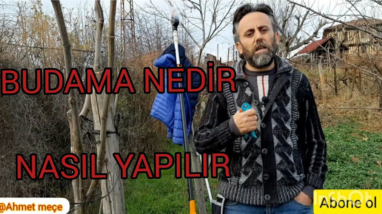 Budama nedir ? Hangi ayda nasıl yapılır? uygulamalı anlatım ( Goble sistem budama )