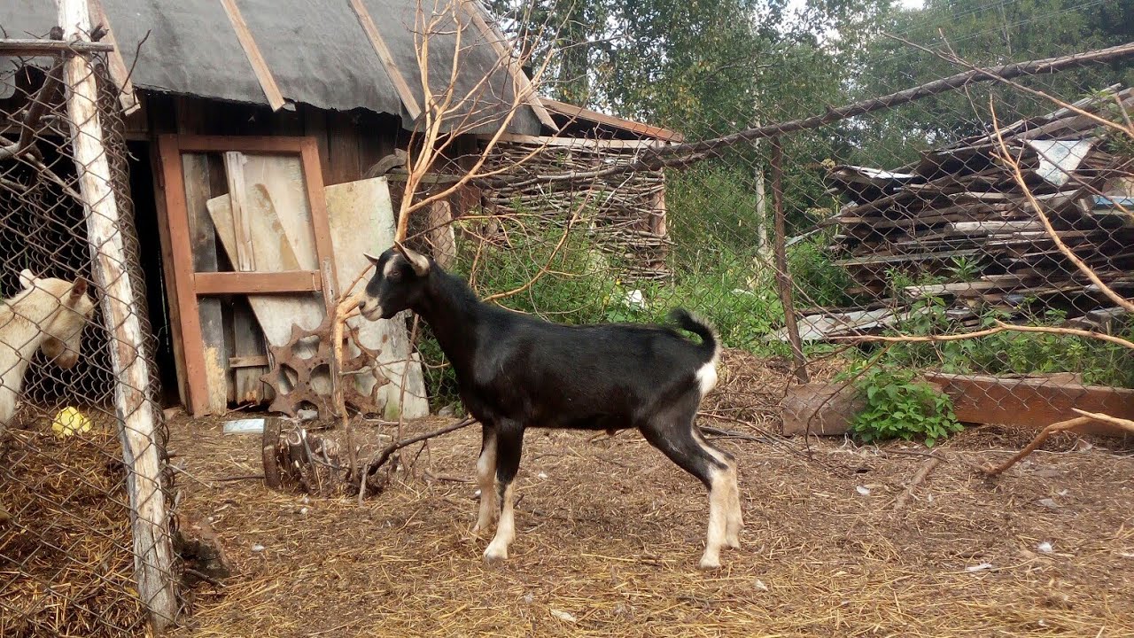 Американский альпиец с родословной ADGA. Почти)