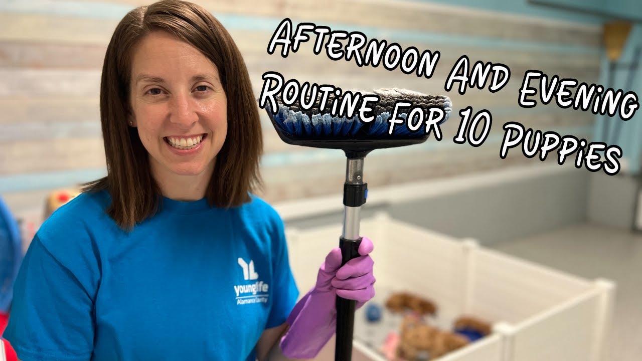 Life Of A Dog Breeder - Afternoon and Evening Routine