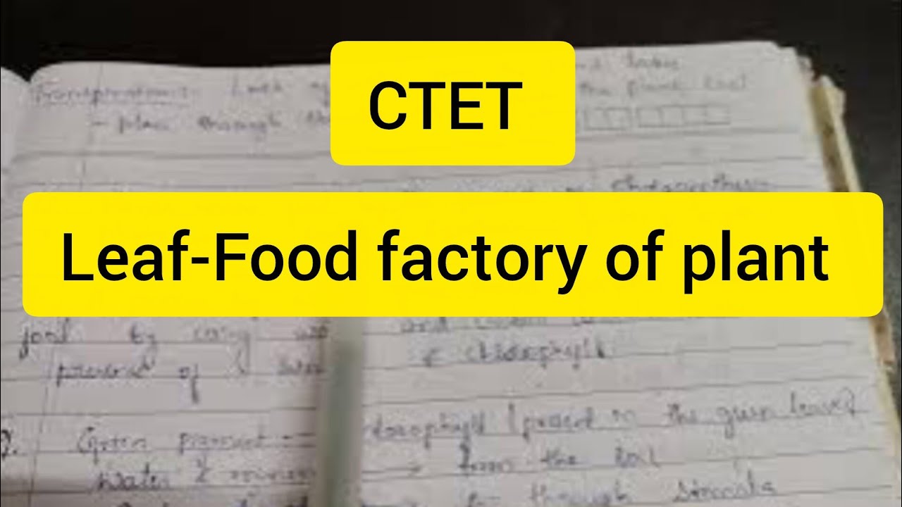 CTET|Leaf The food factory of plants(key points)|Function of a leaf#bio #ctetstudyvlogkannada #yt