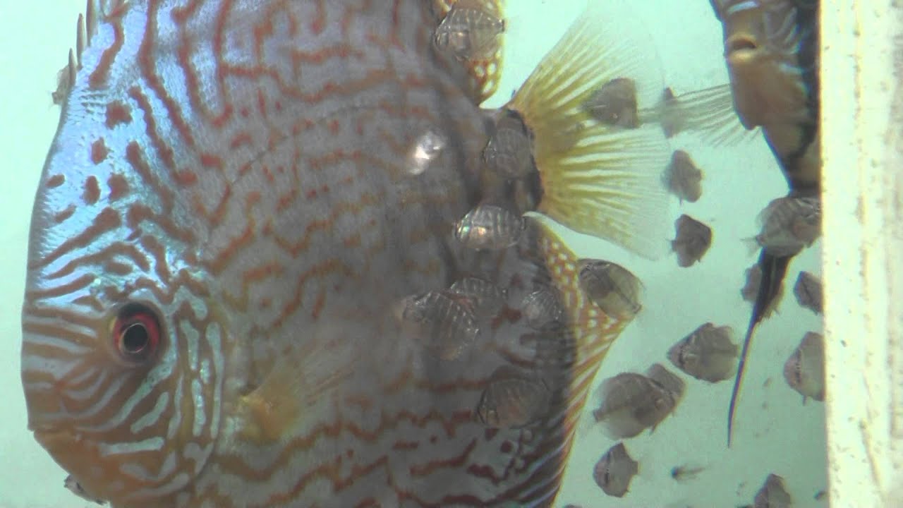 Close-Up of Discus Fry Feeding off of Parents  -  Gwynnbrook Farm
