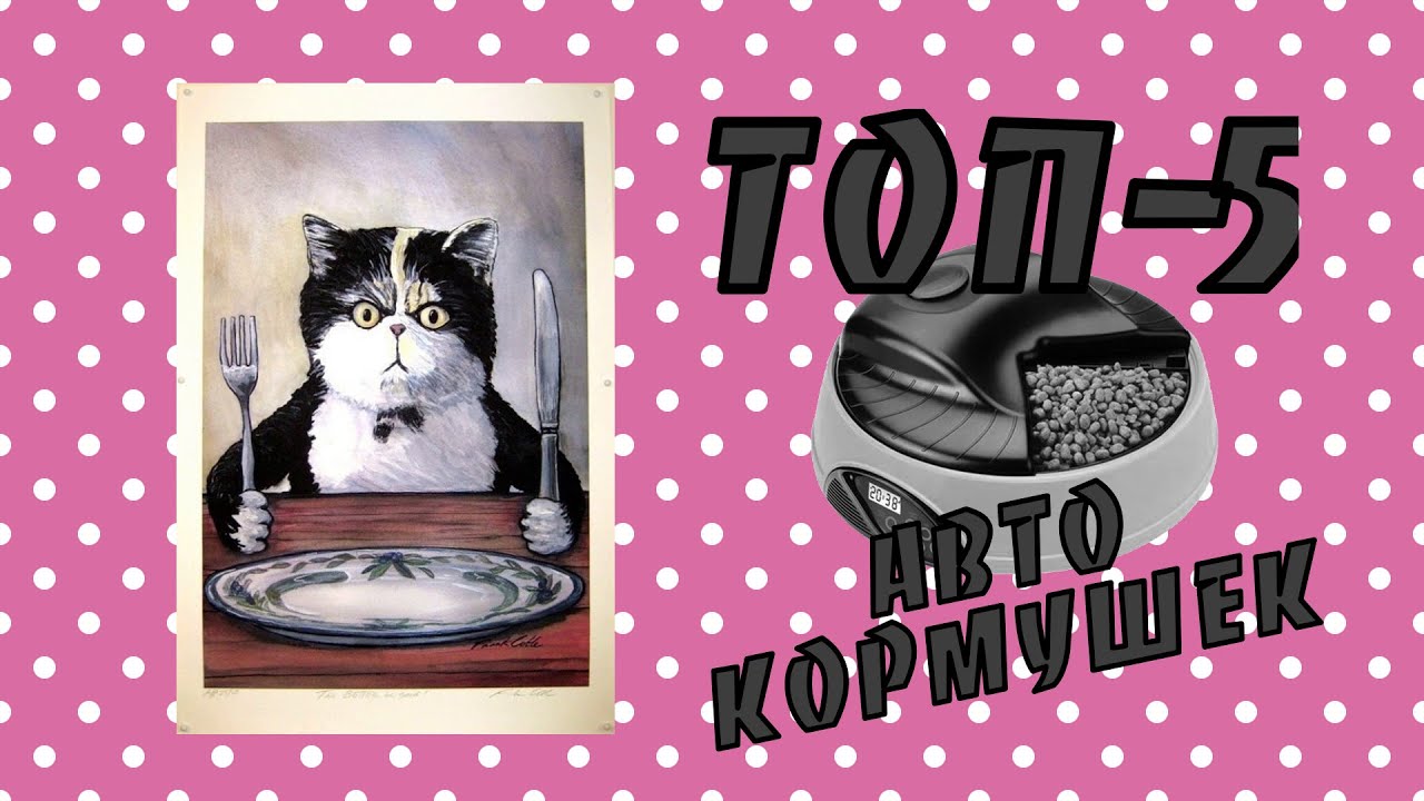 ТОП-5 АВТОКОРМУШЕК ДЛЯ КОТОВ