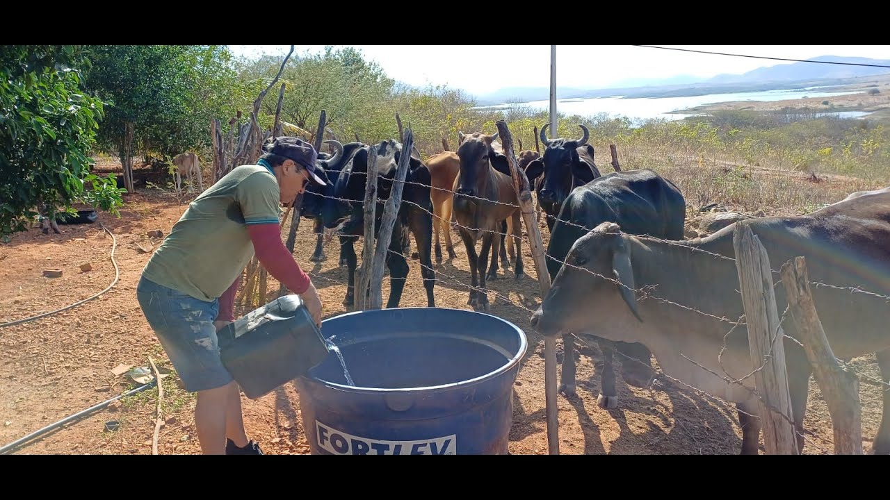 ANIMAIS DA SERRA SOFREM COM A FALTA D'ÁGUA EM ÉPOCA DE SECA