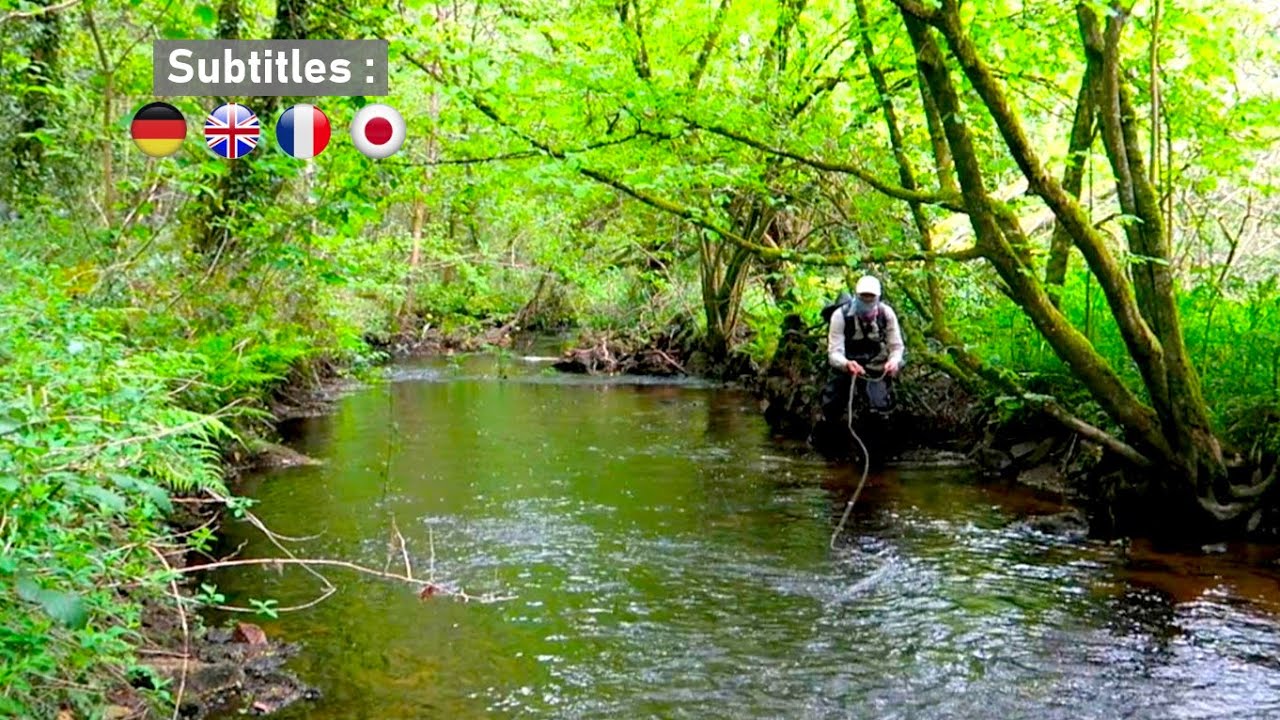 Pêche à la Mouche - Fly Fishing (Truite en Mouche Sèche - DryFly Trout) Pêche en Bretagne