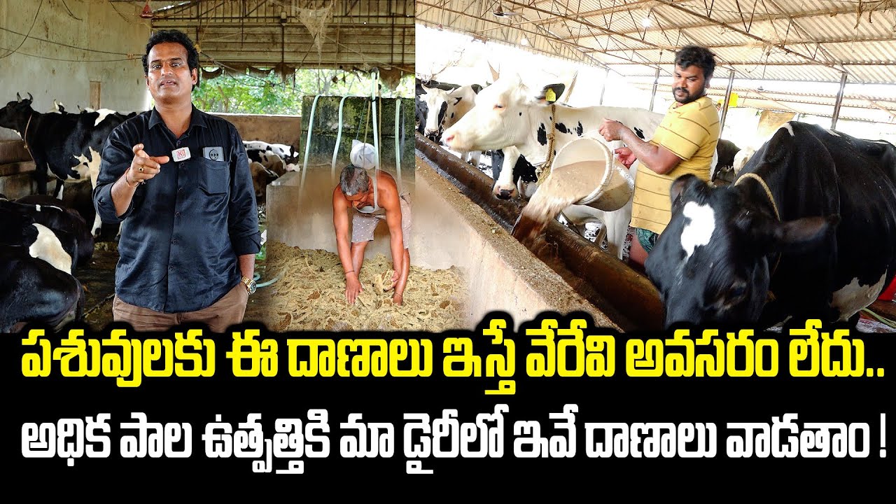 పాల ఉత్పత్తి పెంచే  దాణాలు మా డైరీలో తయారు చేసుకుంటాం ! | Dairy Farm Feeding | Kiran TV Rythu