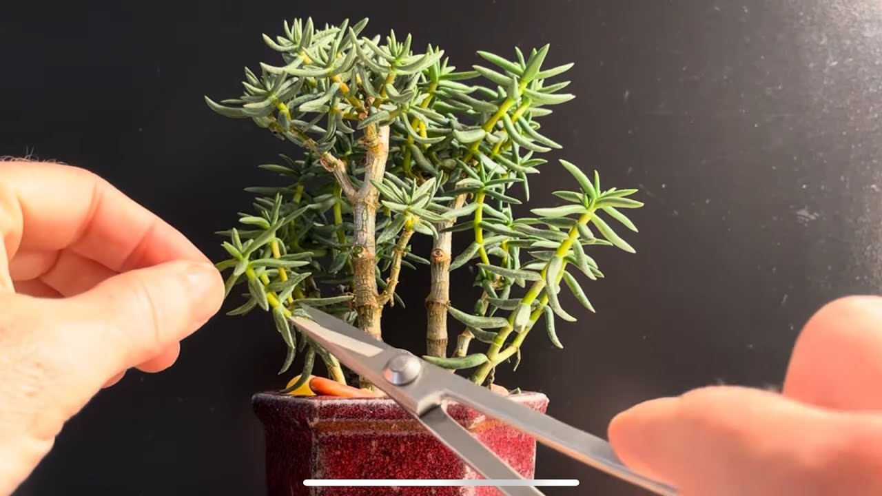 Hard Pruning My ‘Mini Pine’ Small Jade Plant Bonsai Forest (Crassula Tetragona)