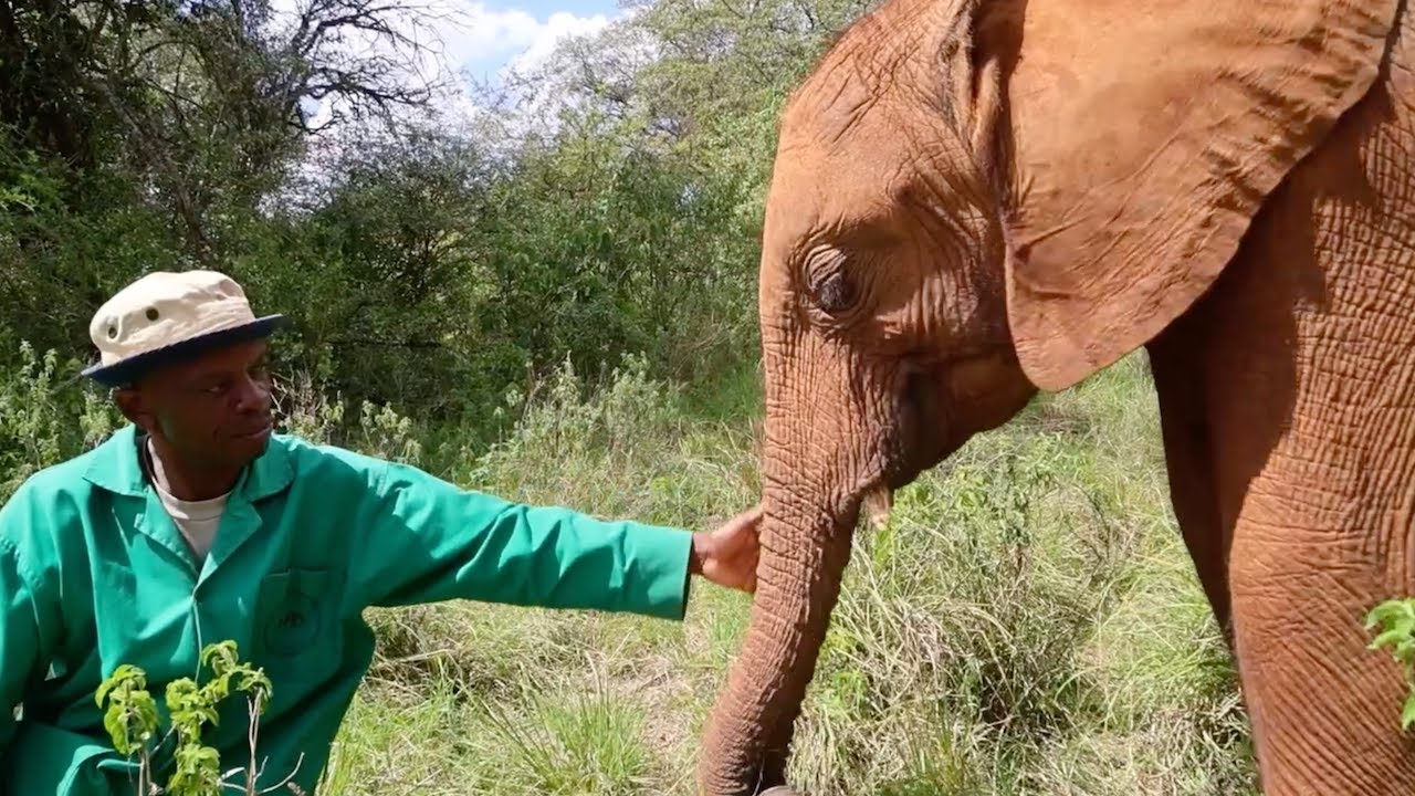 Olomunyak Update, Two Years After His Rescue | Sheldrick Wildlife Trust