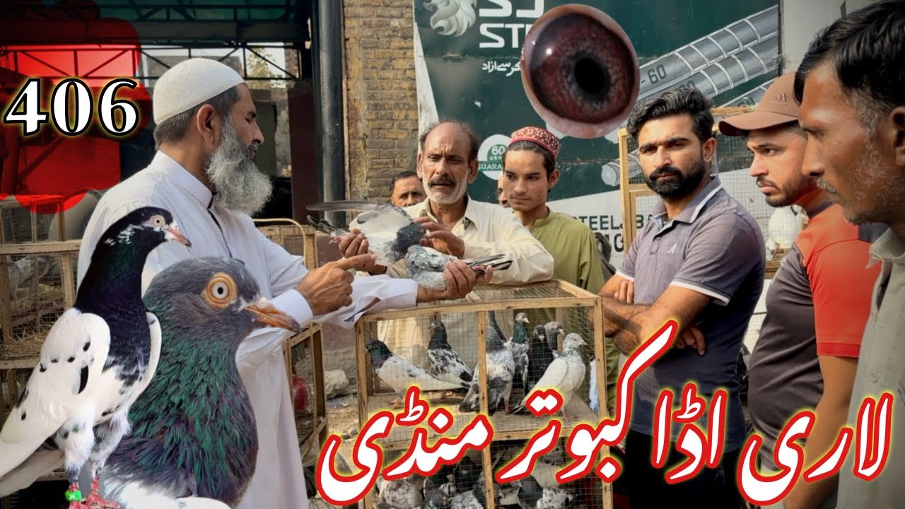 406) Lahore lari ada kabootar mandi || کبوتر منڈی || #amjadaliofficial #pigeons #kabootar 