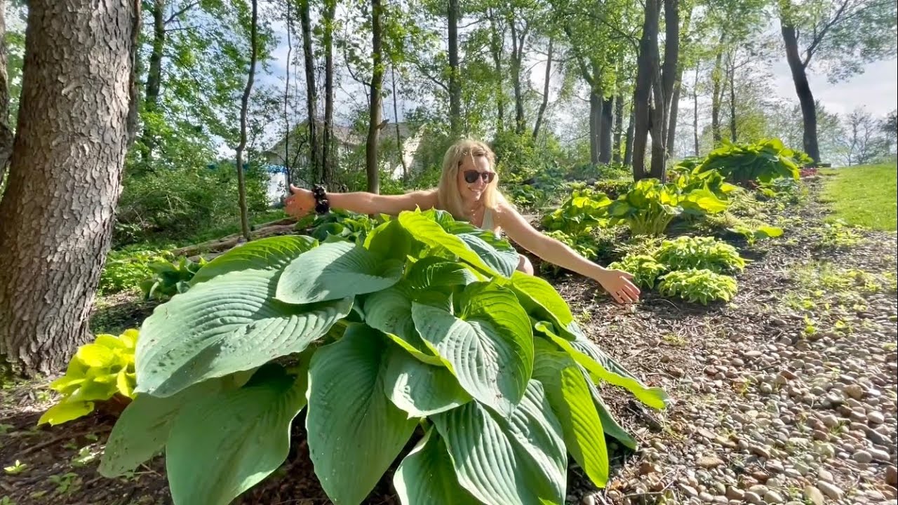 Mid May Tour Of the Gully. The Garden is Coming to Life, Bleeding Hearts, Hosta, Brunnera & Weeds!