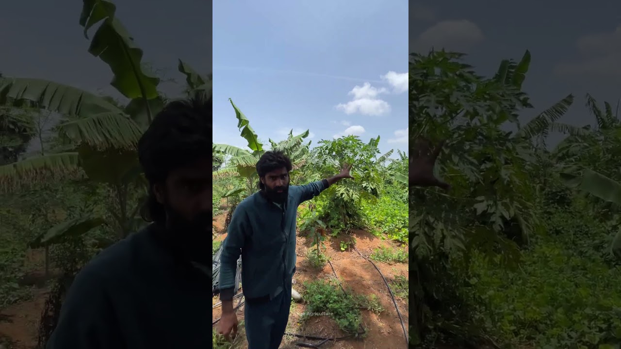 5-Layer Farming Strategy that gives income 365 days a year || Natural Farming