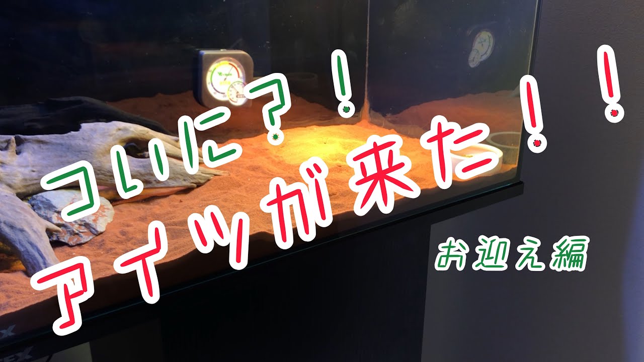 【お迎え編】ついに！？カッコいいトカゲをお迎え