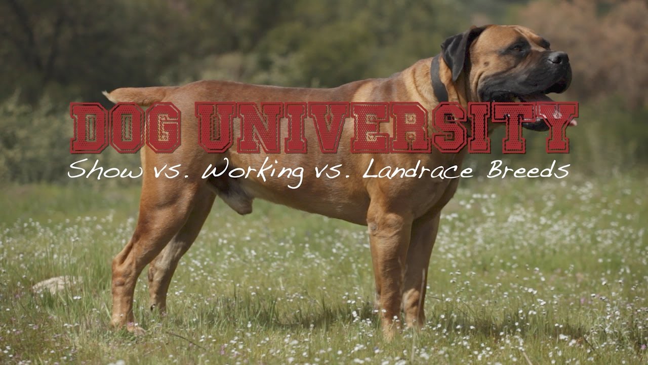 LANDRACE SHOW AND WORKING DOG BREEDS