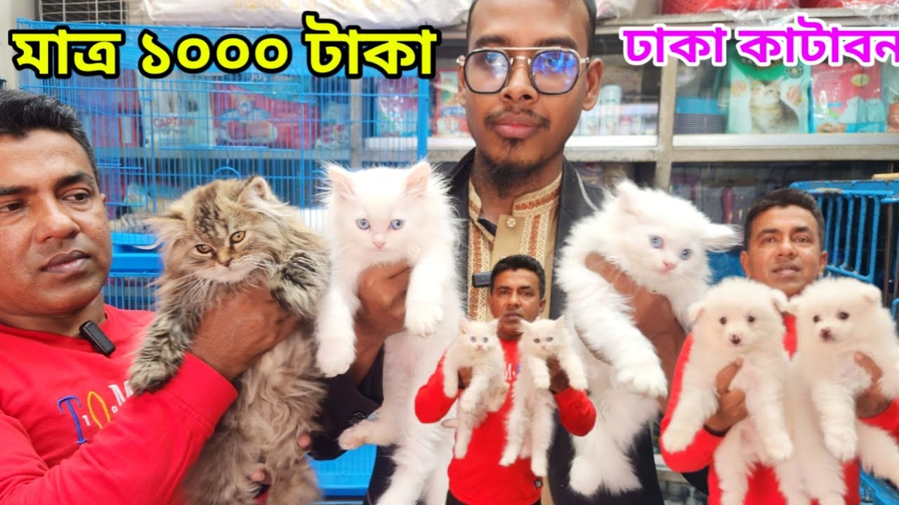 Ktabon Animal market in Bangladesh | Cat price in Bangladesh 2025 | Persian cat price in Bangladesh