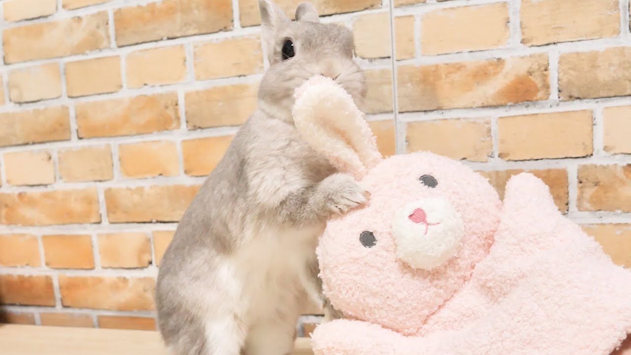 動く兎の友達が出来てとってもうれしい気持ちが伝わってくるうさぎさんがかわいい