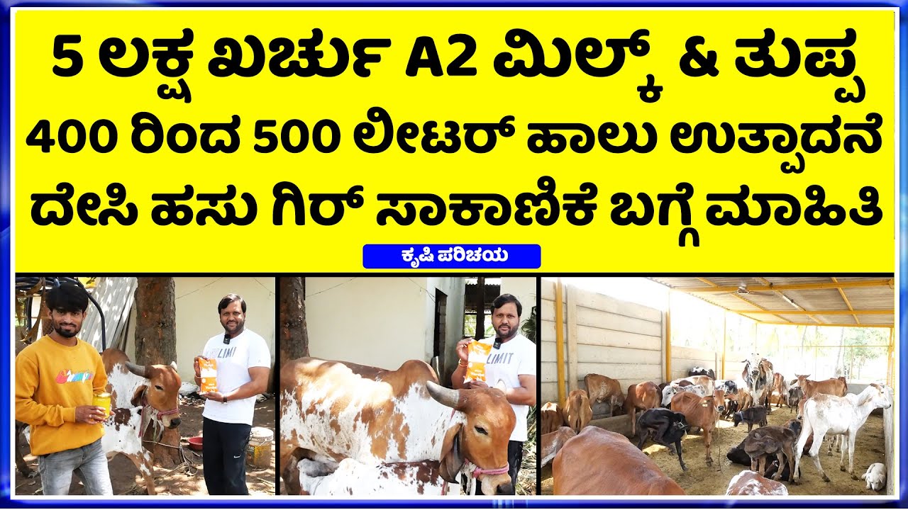 300 Desi Cow Dairy Farm kannada || vardini fram || 15 Desi Cow Breeds || Desi stud bull ||