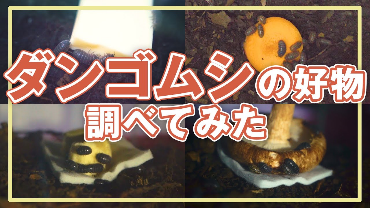 【検証】ダンゴムシに人気の食べ物選手権【比較】