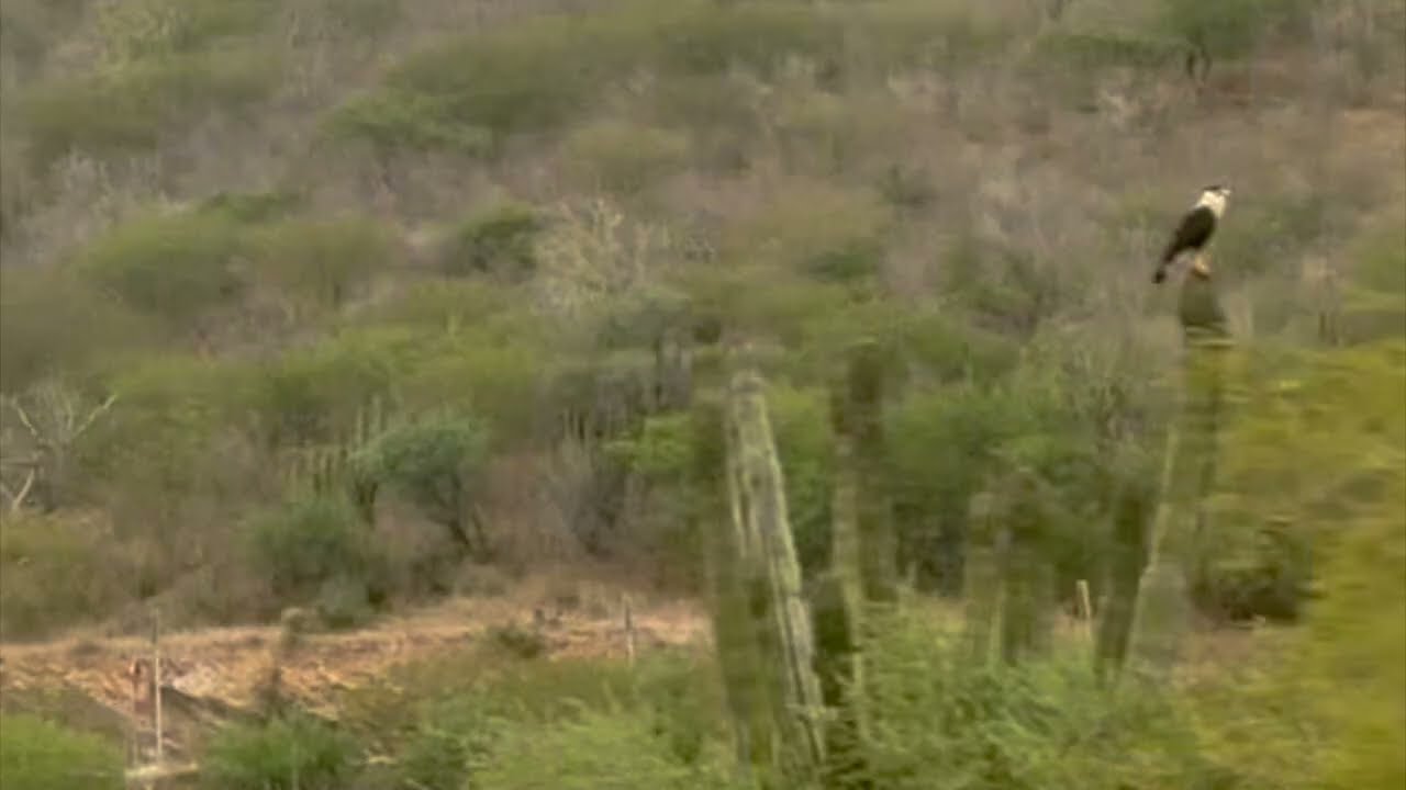birds in La Paz