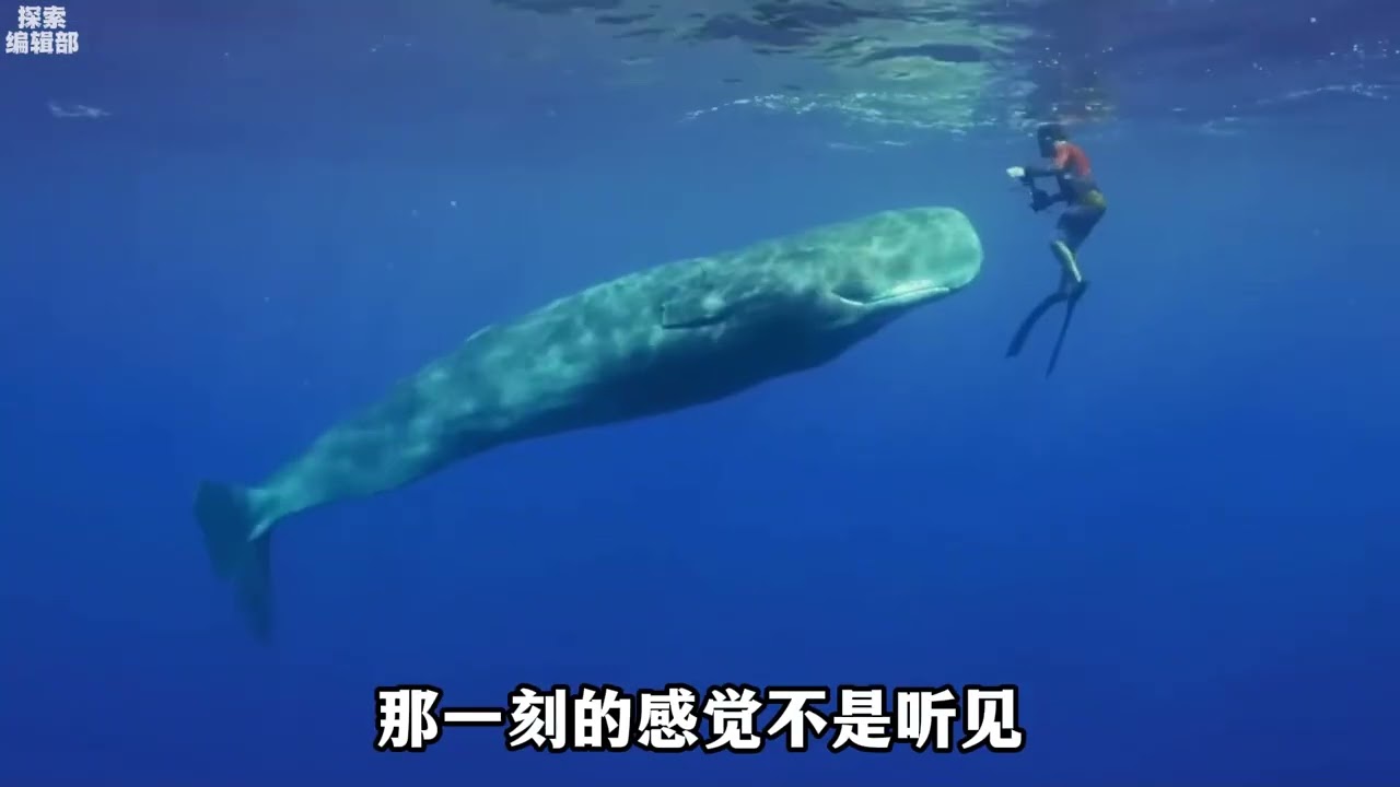 The 20-Million-Year Journey: From Ocean God to Moby-Dick's Tale