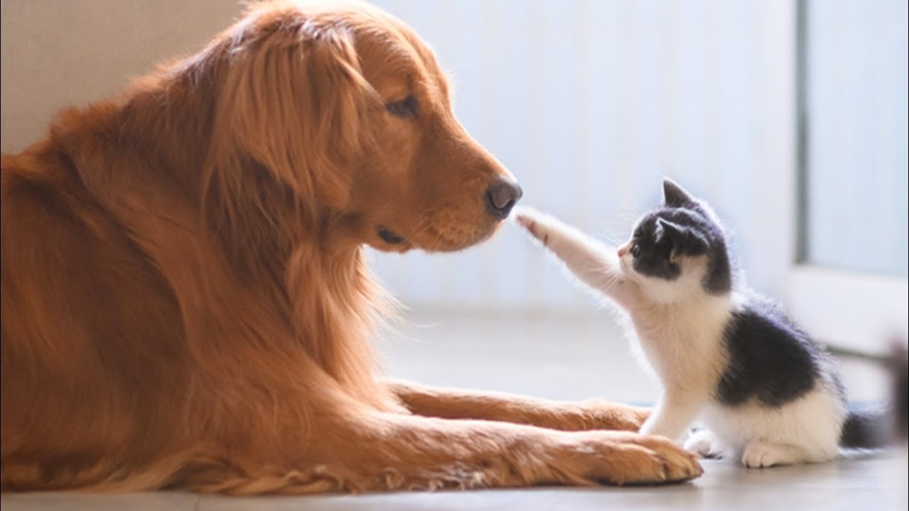Эти котята заслуживают Оскара за драму 😂🐱