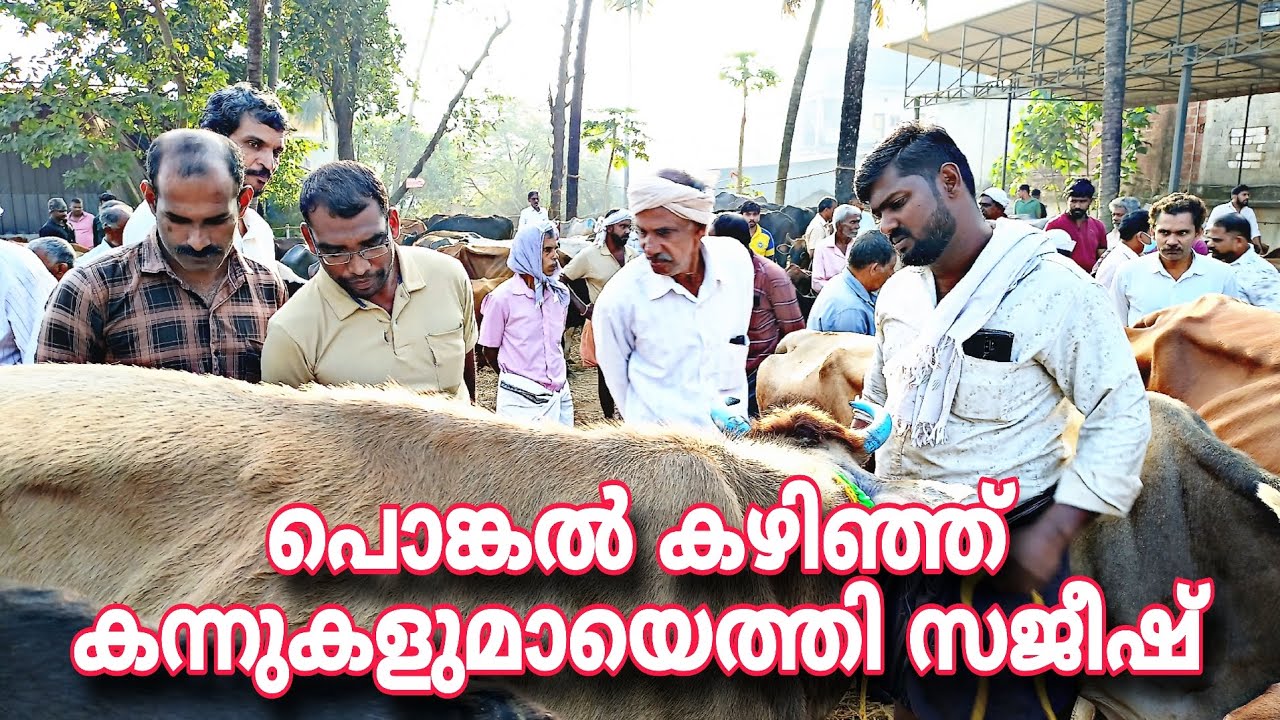 പൊങ്കൽ കഴിഞ്ഞ് കന്നുകളുമായെത്തി സജീഷ് @ ചട്ടിപ്പറമ്പ് ചന്ത