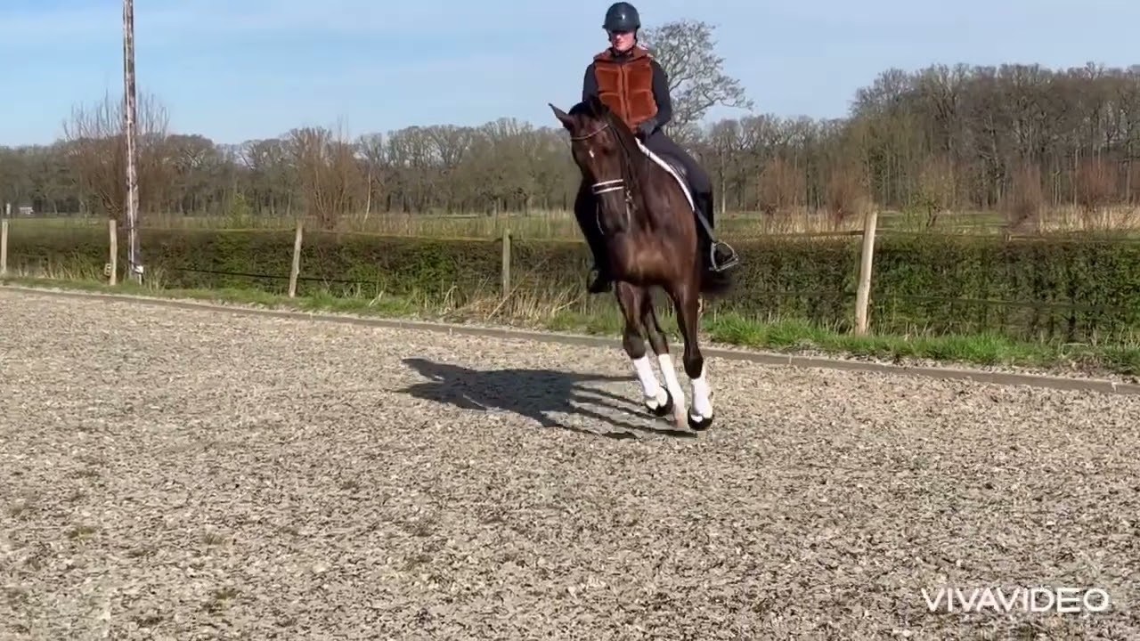 9 yo mare Uphill x Jazz, 1.78 m., PSG qualified