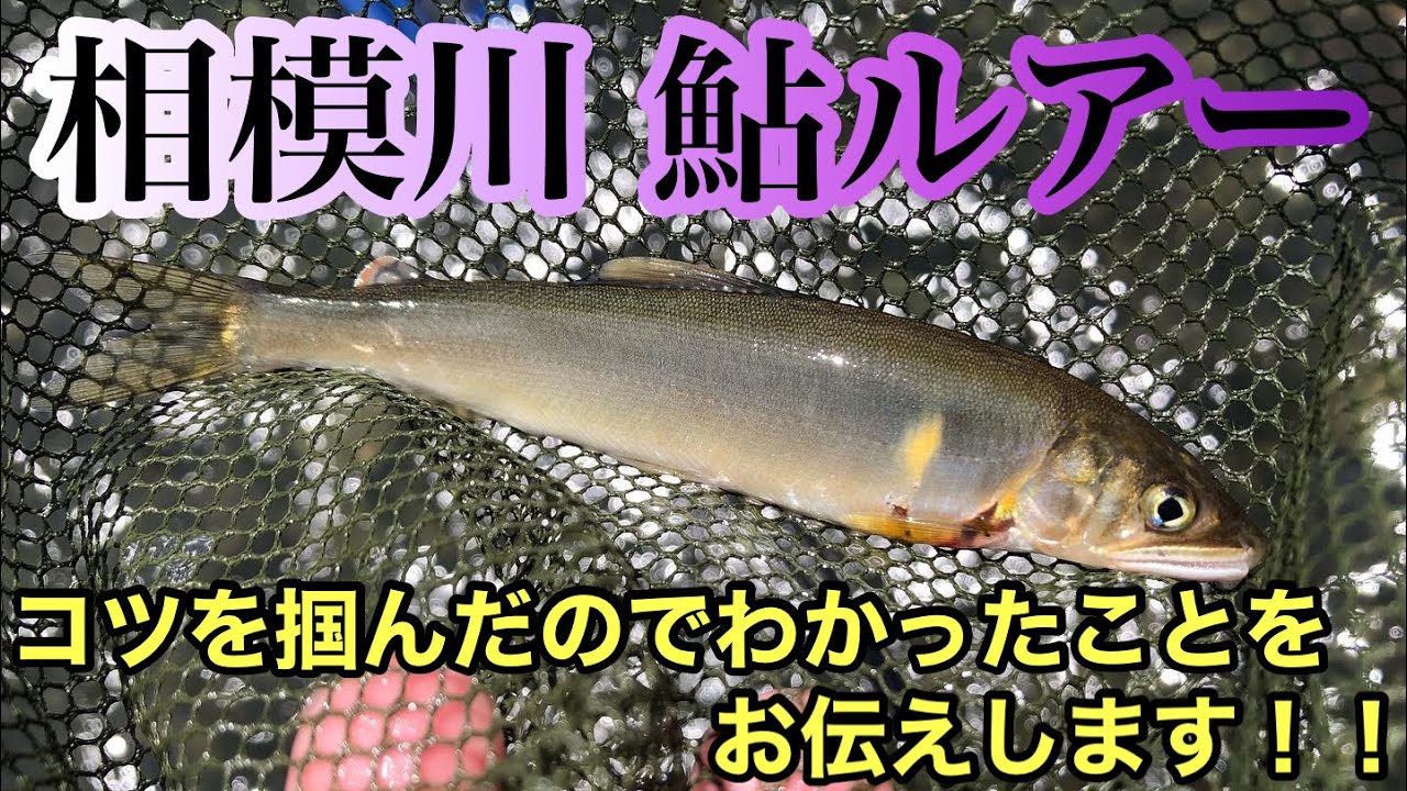 相模川 鮎ルアー釣り！！