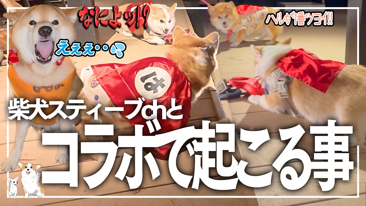1億の真実とは･･柴犬スティーブchとコラボした結果‥𓊈1990日目𓊉